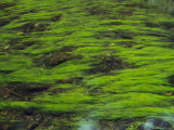 Waters and Aquatic Grasses Photographic Print by Norbert Rosing