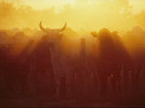 Cattle Gather at a Watering Hole at Sunset Photographic Print