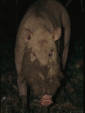 A Wild Swine Forages for Food in the Ground Photographie