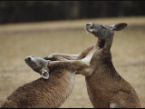 Male red kangaroos sparring, Australia. Lámina fotográfica