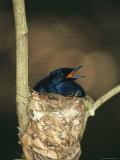 A Male Victorias Riflebird in Nest, Cape York Peninsula, Queensland Photographic Print by Joe Stancampiano