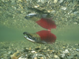 Red and Green Male Sockeye Salmon in Spawning Color, Summit Lake Photographic Print
