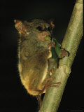 A Tarsier Climbs a Tree as it Feeds on an Insect Photographic Print