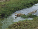 Saltwater Crocodile Farm, Queensland, Australia Photographic Print by Joe Stancampiano