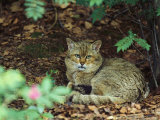 Wildcat in Forest Impressão fotográfica Wildcat in Forest Impressão fotográfica