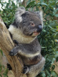 A Close View of a Koala in an Eucalyptus Tree Lámina fotográfica