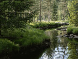 A Stream Wanders Through a Lush Taiga Forest Photographic Print