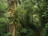 Rain forest tree with bromeliad plants, Costa Rica Lámina fotográfica Rain forest tree with bromeliad plants, Costa Rica Lámina fotográfica