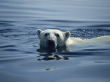 Polar bear, Wager Bay, Northwest Territories, Canada Lámina fotográfica