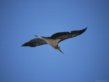 A Marabou Stork in Flight Photographic Print