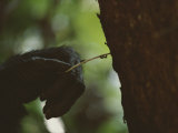 Close View of Chimps Hand Fishing for Ants with a Twig Photographic Print by Michael Nichols