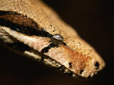 A Close View of a Red-Tailed Boa Constrictor Photographic Print by Joel Sartore