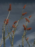 Ocotillo Photographic Print by Phil Schermeister