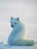 A Well-Camouflaged Arctic Fox Sits in the Snow Photographic Print