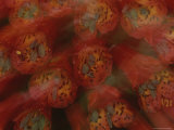 Bomarea Multiflora Flowers in a Rain Forest in Costa Rica Photographic Print by Michael Melford