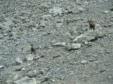 European Ibex on Rocks, Berchtesgaden National Park, Germany Photographic Print