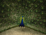 A Male Peacock Displays His Plumage Photographic Print by Joel Sartore