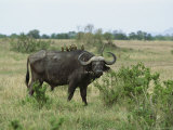 Oxpecker Birds Sit on the Back of a Cape Buffalo Photographic Print