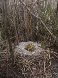 Canada Goslings in Their Nest Photographic Print