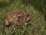 A Male and a Female American Toad Mating in the Grass Photographie par Brian Gordon Green