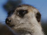 A Close View of a Meerkats (Suricata Suricatta) Face Photographic Print by Mattias Klum