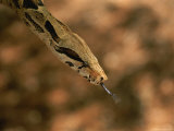 A Close View of a Red-Tailed Boa Constrictor Photographic Print by Joel Sartore