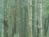 Fir Tree Forest in Various Stages of Growth and Decay Photographic Print by Norbert Rosing
