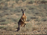 A red kangaroo standing in the Australian countryside. Lámina fotográfica A red kangaroo standing in the Australian countryside. Lámina fotográfica
