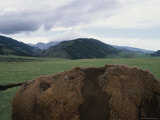 A Bison Walks Through Fields on the Side of Bighorn Scenic Byway Photographic Print
