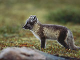 A Young Arctic Fox Photographic Print