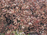 Magnolia Blossoms Blanketed in Wet Snow Endure a Cold Snap Photographic Print by Jonathan Blair
