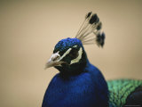 Close View of a Peacocks Brilliant Blue Head Photographic Print