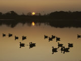 Canada Geese Silhouetted on the Chester River at Sunset Photographic Print