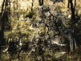 Spiderweb on Brush, Muritz National Park, Germany Photographic Print
