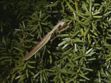 Praying Mantis Photographic Print by Brian Gordon Green