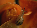Close View of a Snail on a Dew-Covered Rose Photographic Print by Roy Toft