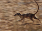 An Adult Meerkat Runs Through the Kalahari Desert Photographic Print