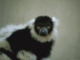 Close View of a Black and White Ruffed Lemur Photographic Print by Joel Sartore