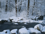 A Stream Running Through Snowy Woodland Photographic Print