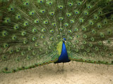 A Male Peacock Displays His Plumage Photographic Print