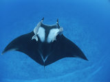 A Pair of Remoras Hitch a Ride on a Manta Ray, Manta Birostris Photographic Print by Brian J. Skerry