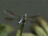 Eastern Pondhawk Skimmer Resting on a Leaf with its Wings Spread Photographic Print by Brian Gordon Green