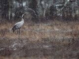 A Common Crane Stands on Marshy Ground in a Light Snowfall Photographic Print