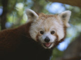 Close View of a Red Panda Photographic Print