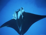Two Remoras Hitch a Ride on the Head of a Manta Ray, Manta Birostris Photographic Print by Brian J. Skerry
