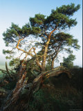 Scenic with Fir Trees, Muritz National Park, Germany Photographic Print by Norbert Rosing
