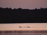 Swans and Young Swim Through Chincoteague Marsh Water at Twilight Photographic Print by Medford Taylor