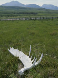A Sun Bleached Moose Antler on a Grassy Field in the Yukon Territory Photographic Print