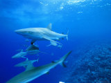 Gray Reef Sharks, Bikini Atoll, Marshall Islands, Micronesia Photographie