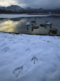 A Group of Whooper Swans, Cygnus Cygnus, Rest in a Pool at Twilight Photographic Print